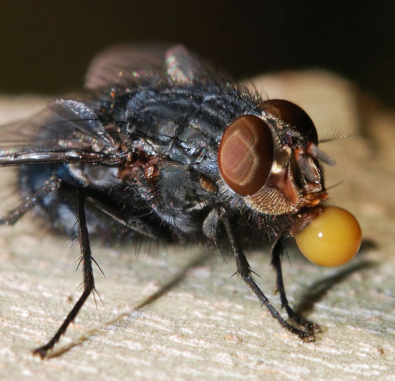 Calliphora vicina ist eine schillernd blaue Schmeissfliege, die manchmal eine gelbe Blase aus hochgewürgter Flüssigkeit bildet, um die Verdauung zu unterstützen.