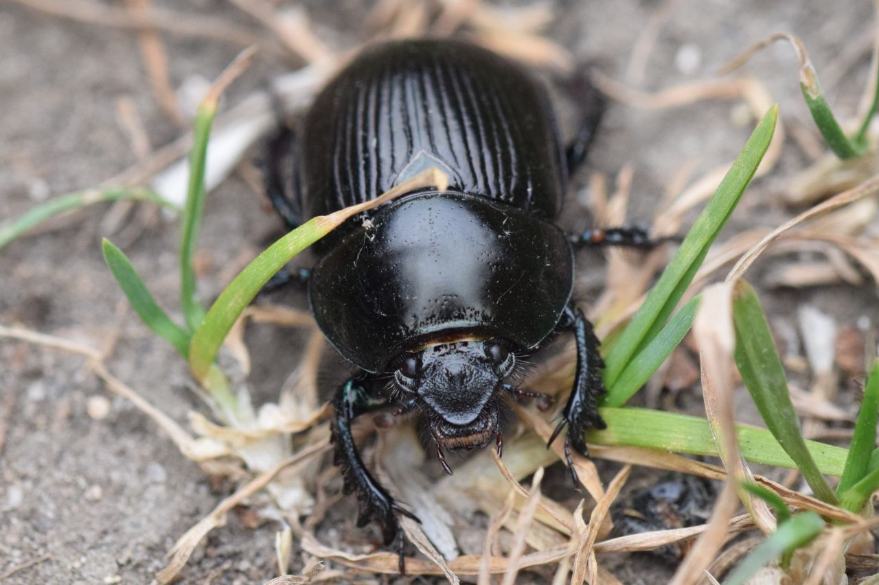 Gemeiner Mistkäfer (Geotrupes stercorarius), East Yorkshire, Vereinigtes Königreich.