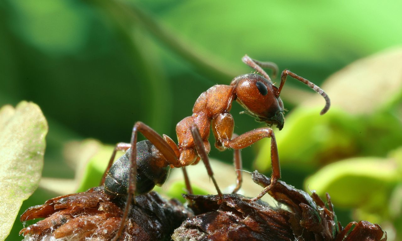 Die Rote Waldameise (Formica rufa) ist eine grosse Waldameise, die für ihre kuppelförmigen Nester und die aggressive Verteidigung ihres Territoriums bekannt ist.