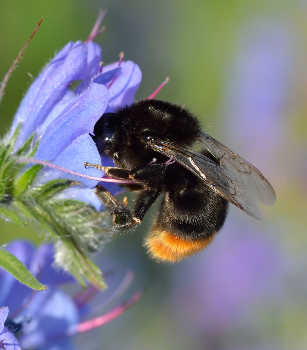 Steinhummel (Bombus lapidarius) -Königin auf Gewöhnlichem Natternkopf (Echium vulgare). Keila, nordwestliches Estland.