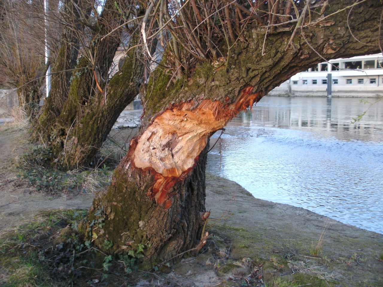 Ein Weidenstamm auf einer kleinen Rheininsel in der Schweiz mit deutlichen Bissspuren von Bibern.