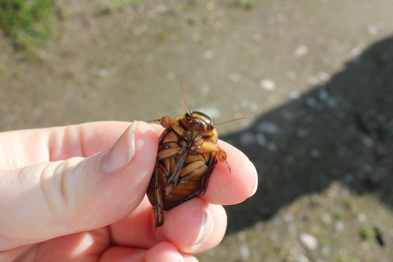 Ein Schwimmkäfer (Dytiscidae sp.), ein schneller Räuber, aus einem finnischen Feuchtgebiet mit Bibervorkommen.