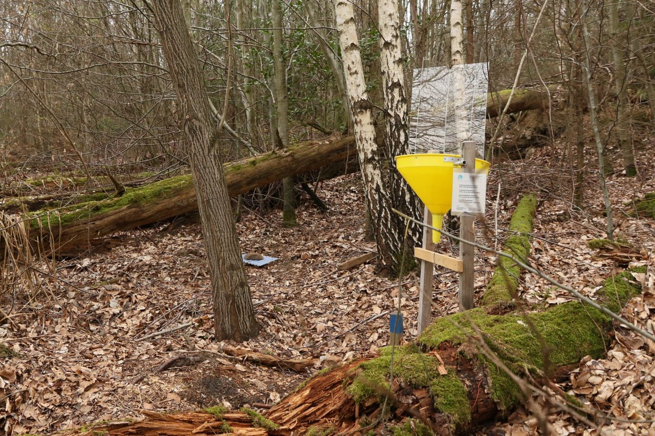 20 years after the storm Lothar a dense forest has regenerated