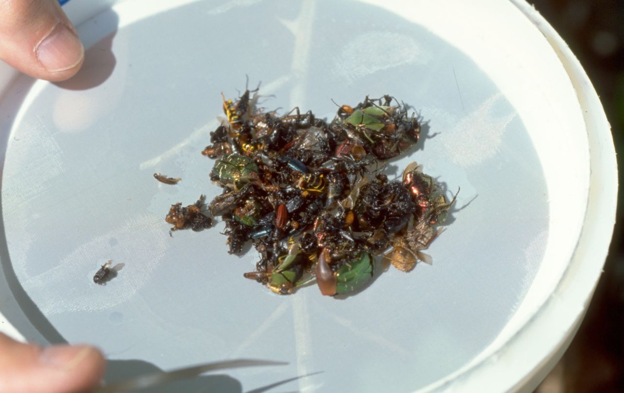 Example of a weekly catch from a combination trap including various beetles true bugs and wasps