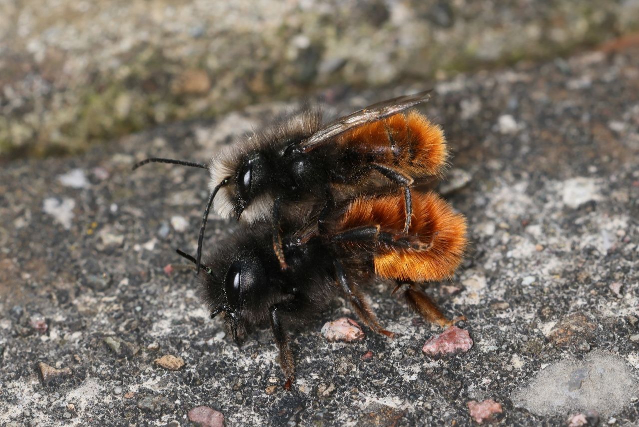 The European orchard bee Osmia cornuta was found only in uncleared windthrows