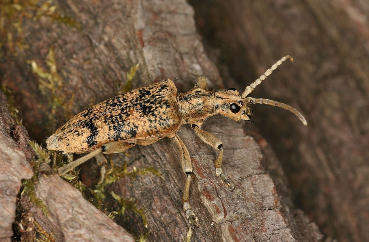 The longhorn beetle Rhagium sycophanta a wood dwelling species from the Red List found in Lothar storm areas
