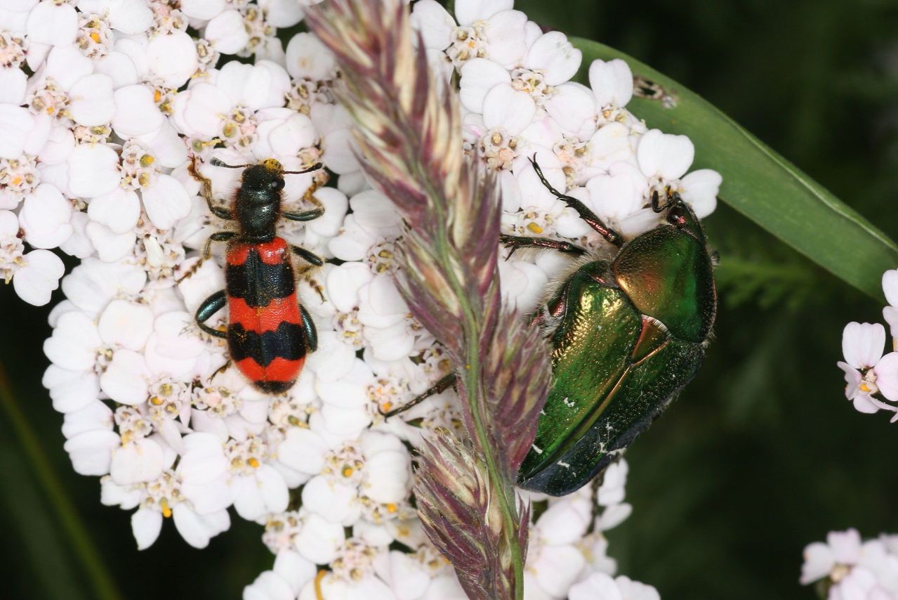 Trichodes apiarius a checkered beetle species and Cetonia aurata the rose chafer were found almost exclusively in the open storm areas
