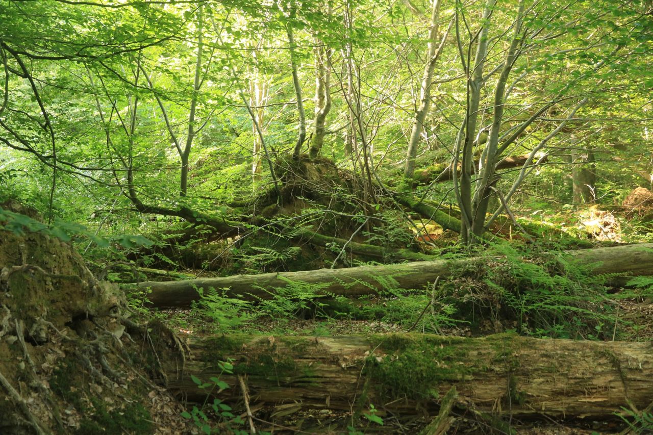 Uncleared windthrows develop into extremely valuable habitats