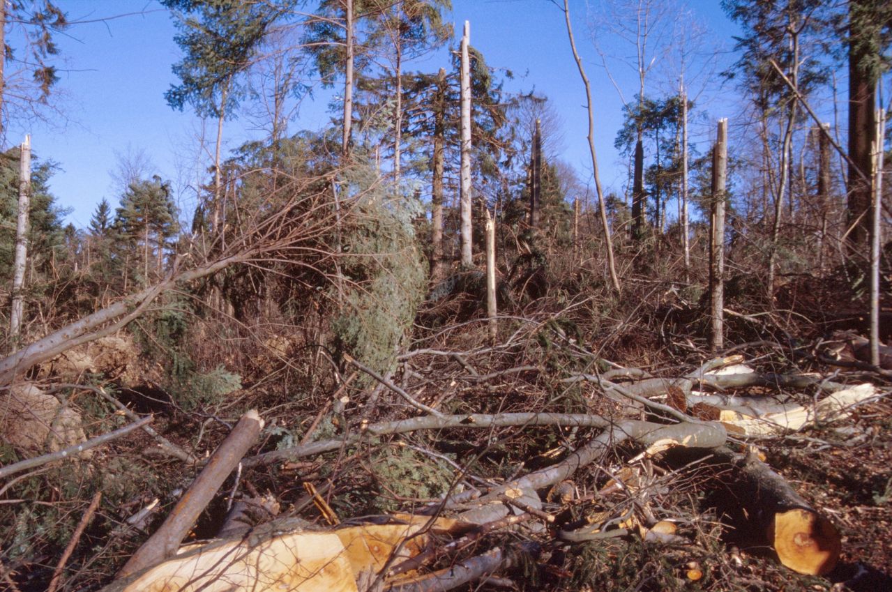 Windthrow area near Zurich two months after storm Lothar