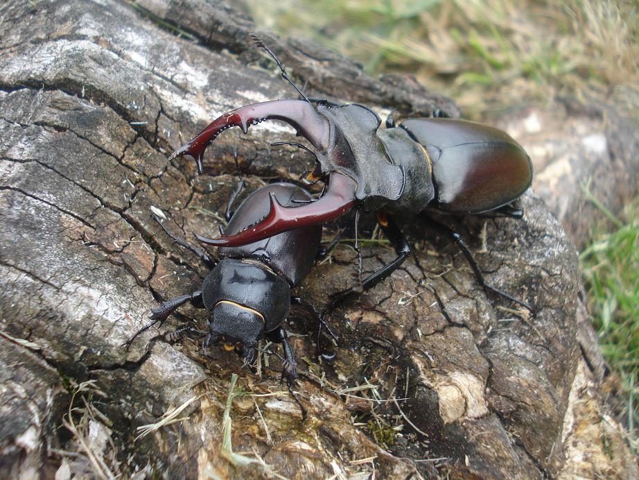European stag beetles Lucanus cervus depend on deadwood and are listed as Near Threatened by the IUCN Red List