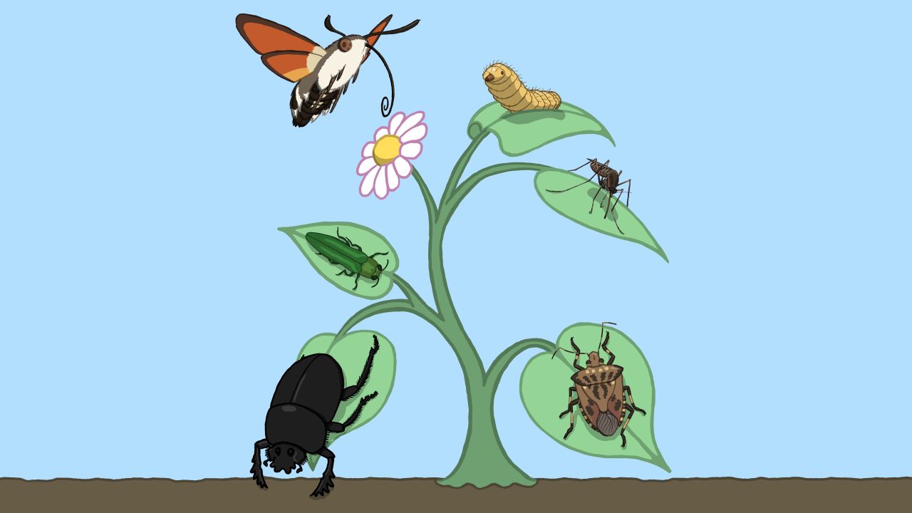 A collage of insect drawings symbolizing the mesmerizing diversity of insects.