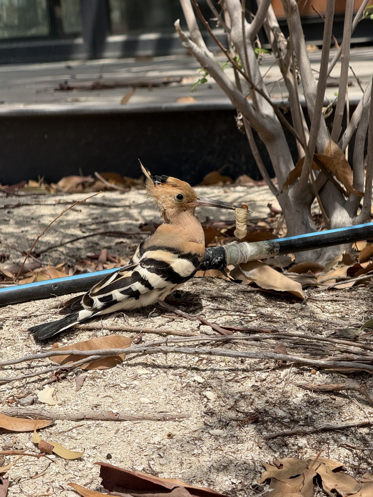 A common hoopoe holding a beetle larva in its beak.