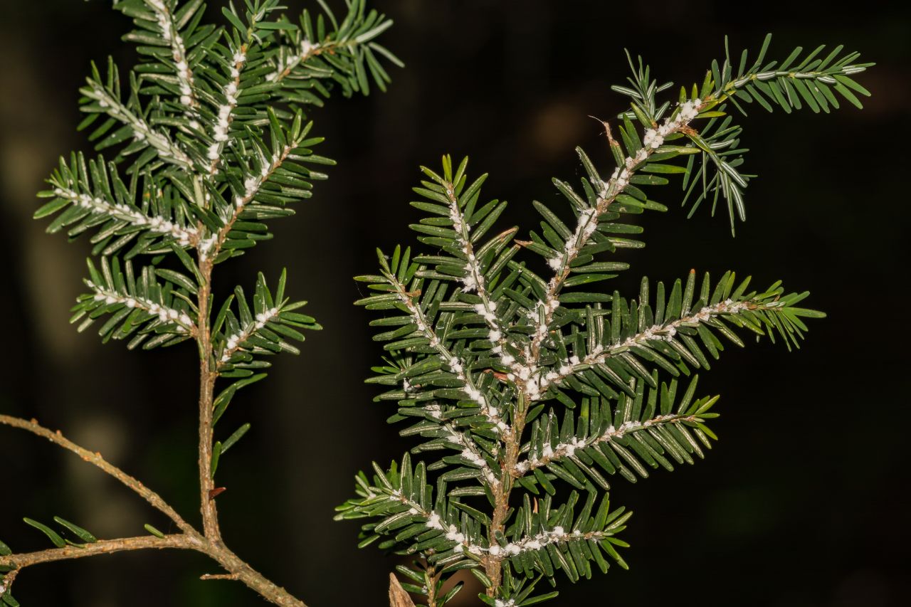 A close-up photo of a hemlock tree infested by hemlock woolly adelgids.