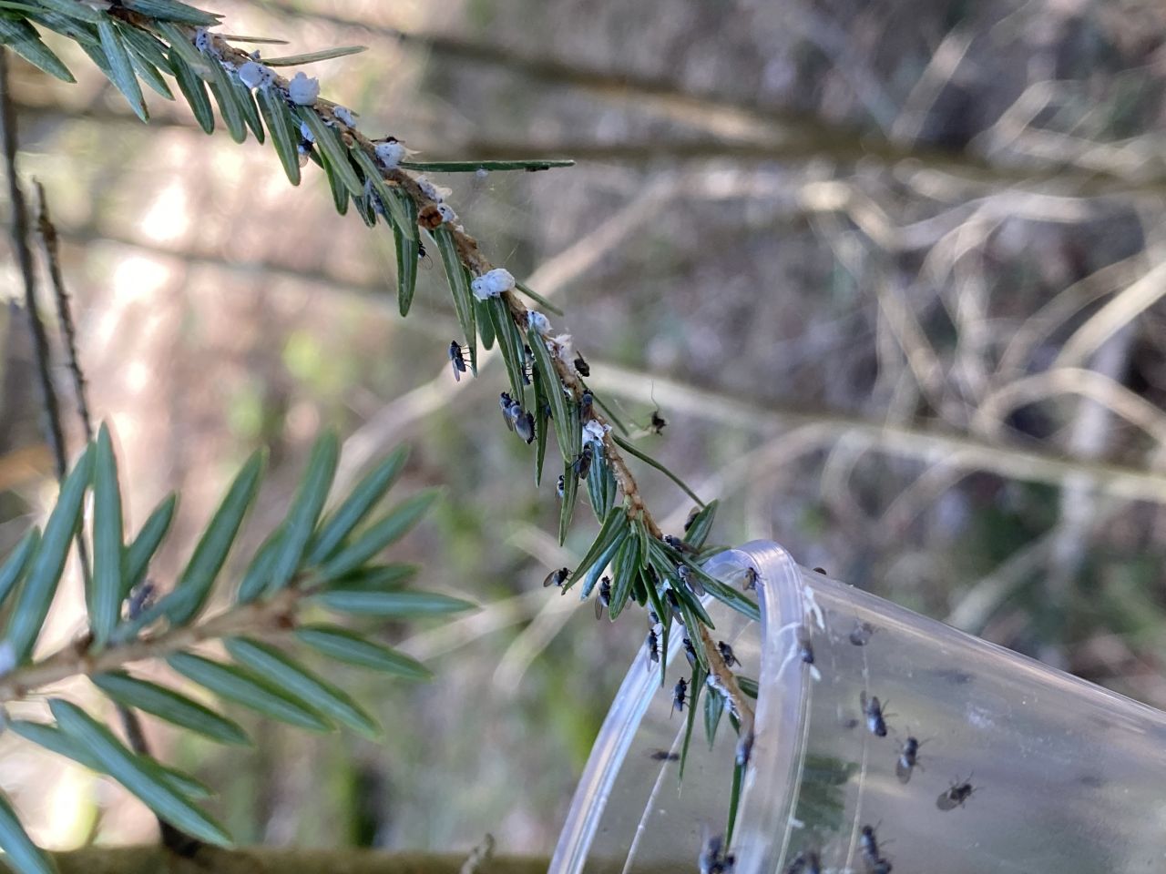 Silver flies being released on hemlock trees infested with hemlock woolly adelgids.