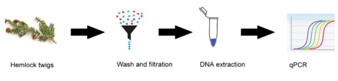 Workflow for detecting HWA using eDNA analysis.