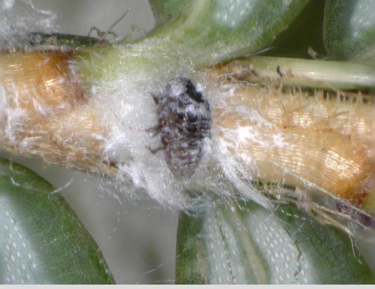 Hemlock wooly adelgid at the base of hemlock needles.
