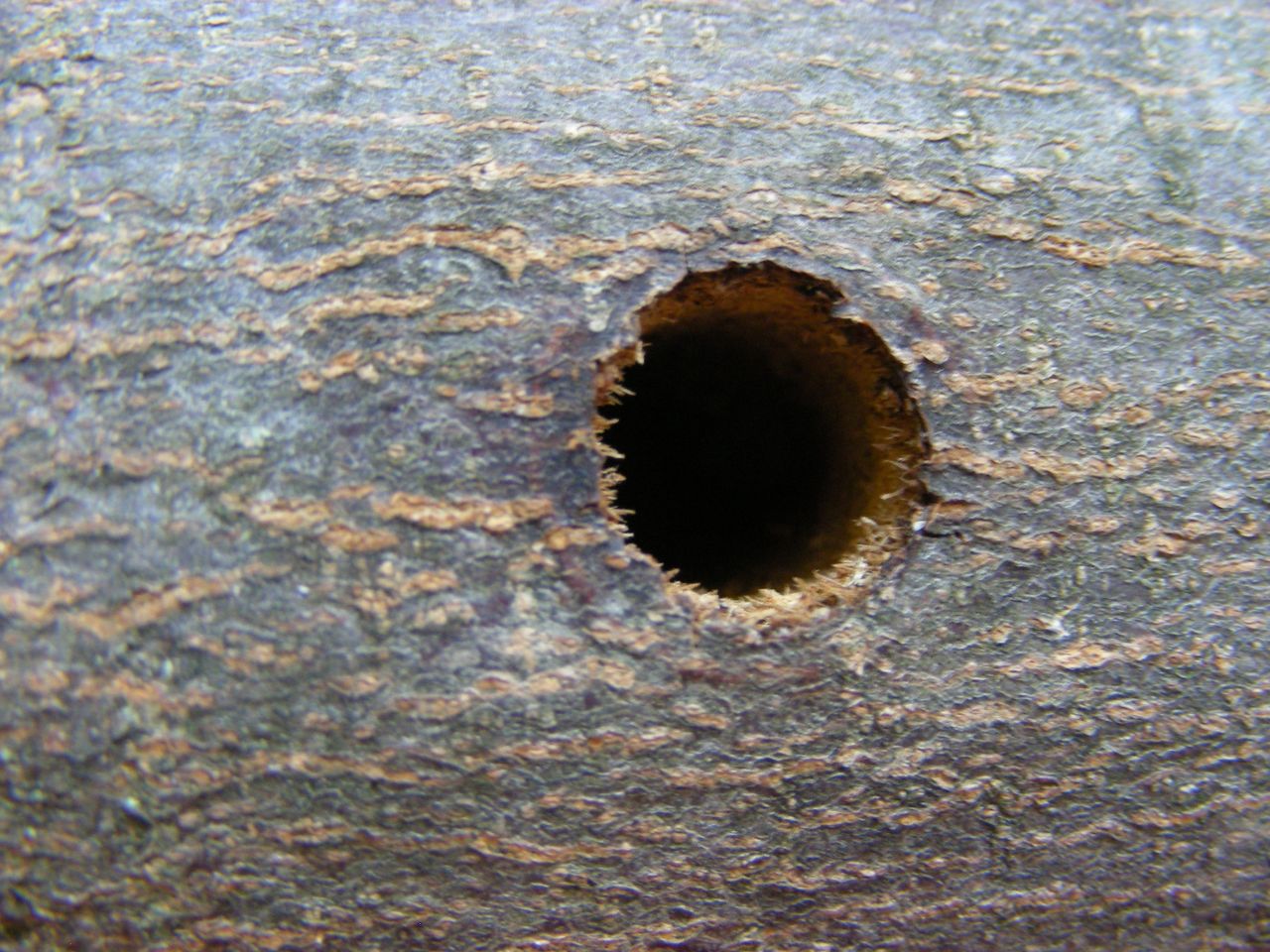 Der erwachsene Käfer frisst sich durch das Holz nach aussen und hinterlässt ein kreisrundes Austrittsloch (8–13 mm gross).