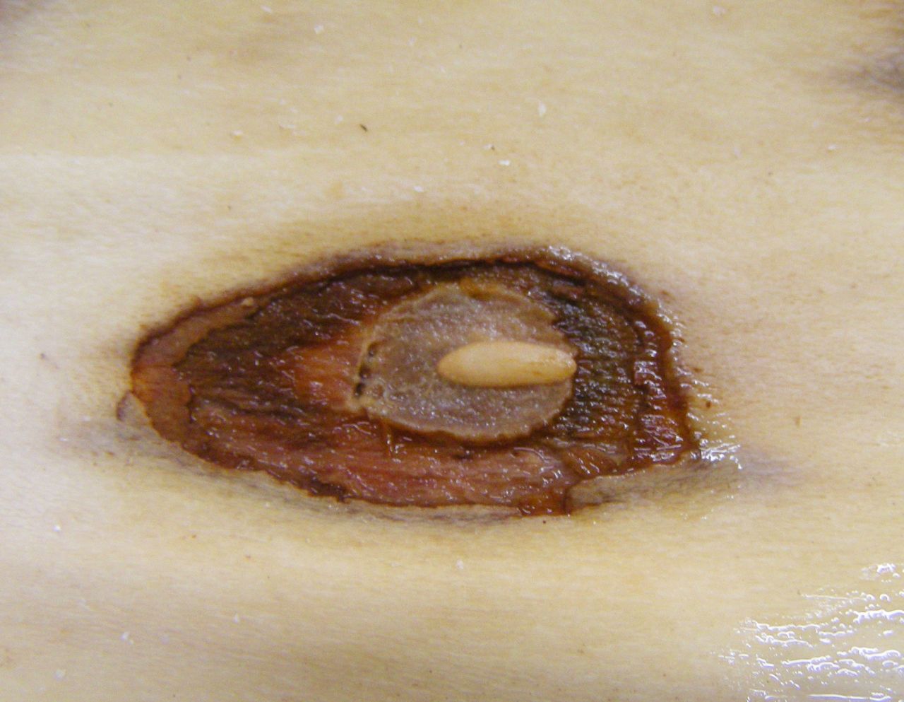 Nach der Paarung legt das Weibchen bis zu 200 reiskorngrosse Eier unter die Rinde.