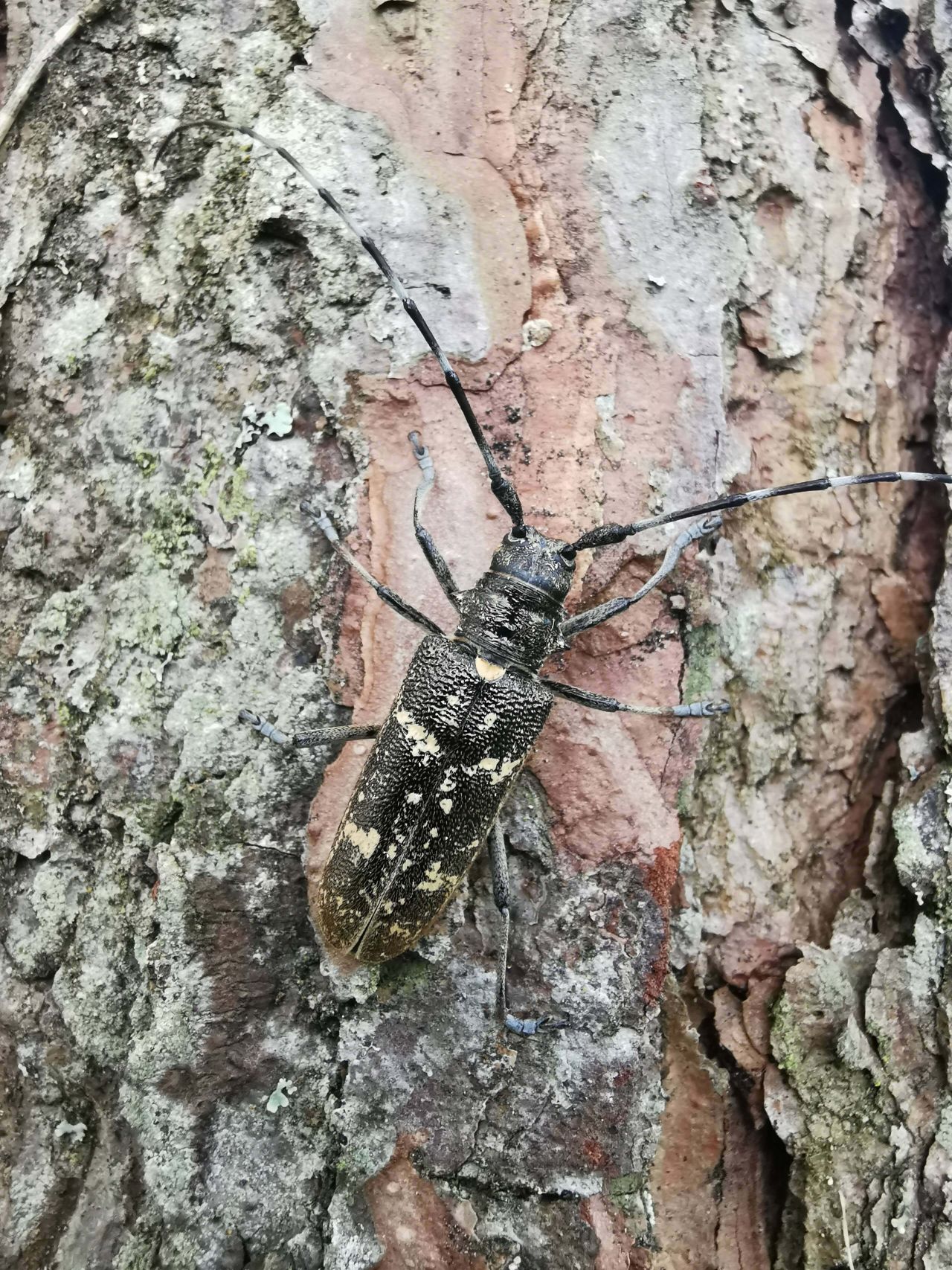 Monochamus sutor auf einem Baum.