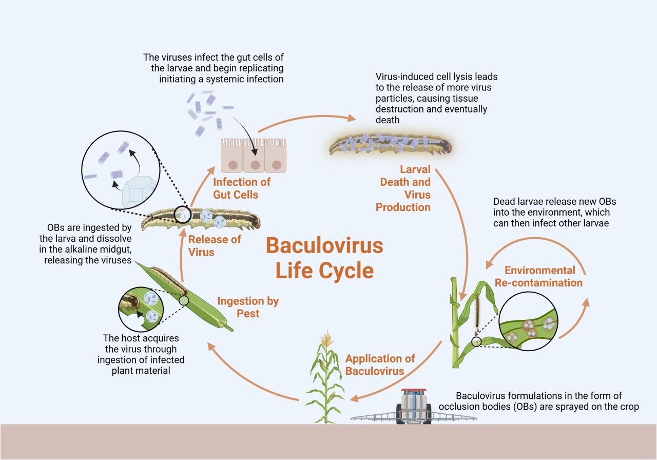 The diagram shows the baculovirus life cycle in lepidopteran pests.