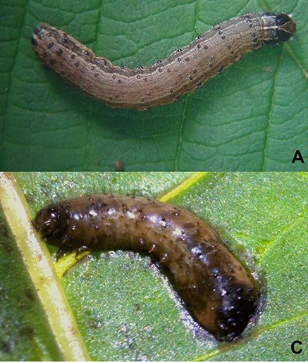 Healthy Spodopera frugiperda larva and Infected larva killed by the virus.