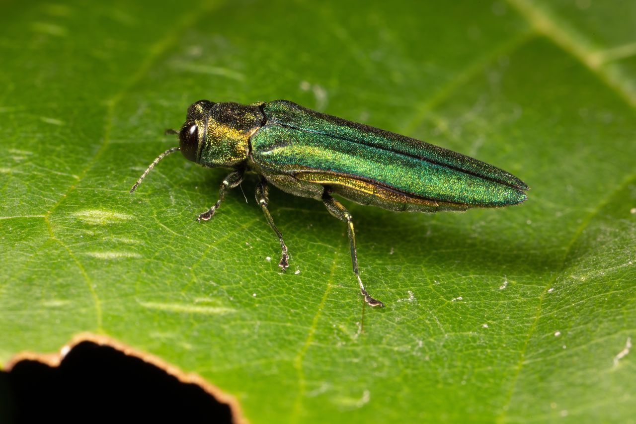 Asiatischer Eschenprachtkäfer (Agrilus planipennis) auf einem Blatt.