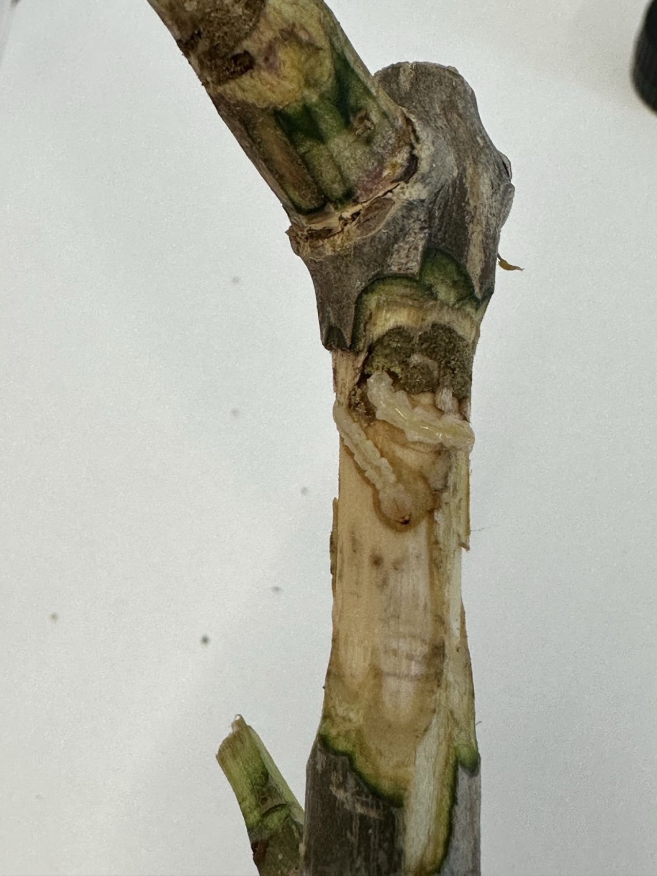 Beim Abschälen der Rinde kommt eine Larve des Asiatischen Eschenprachtkäfers zum Vorschein, die sich vom Eschenbaum-Setzling ernährt.
