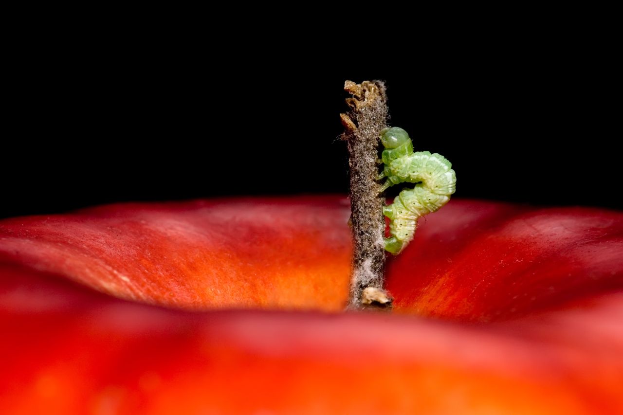 A caterpillar species walking on an apple stem.