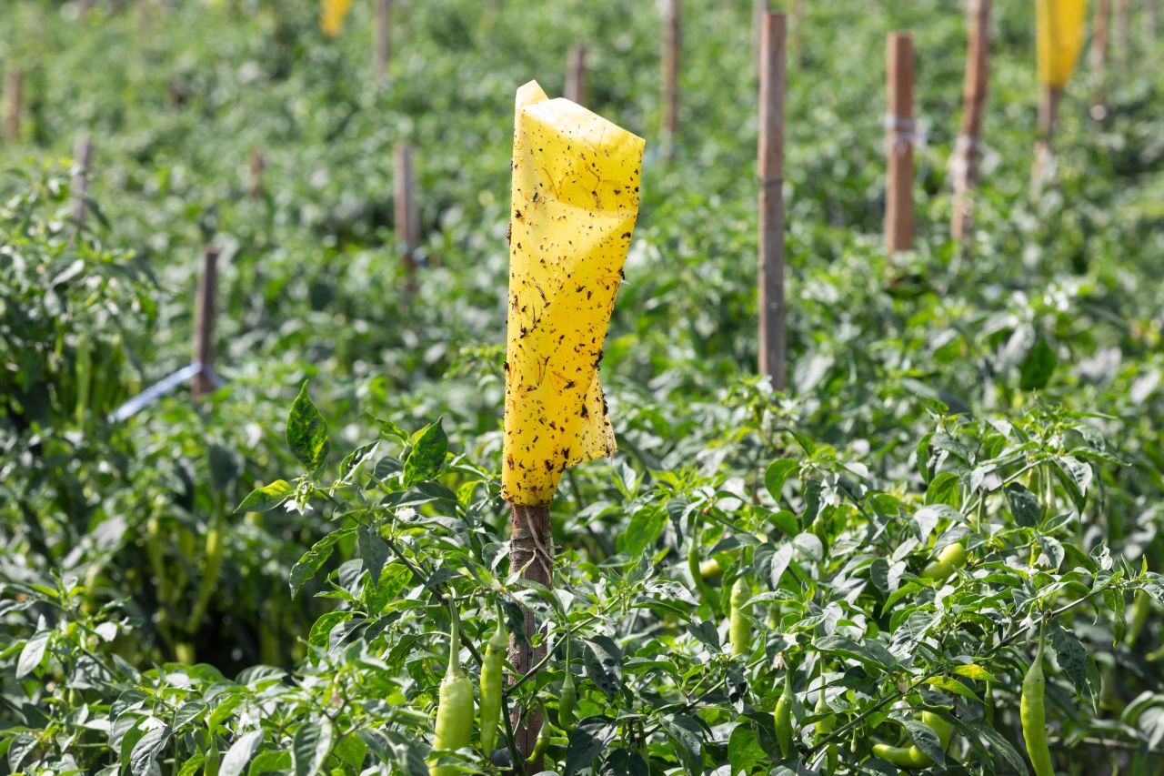 Yellow sticky insect pads are used in a pepper field.