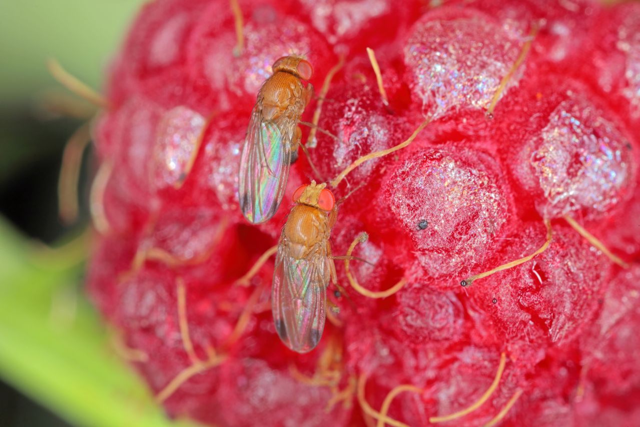 Zwei männliche Kirschessigfliegen (Drosophila suzukii) auf einer Beere.