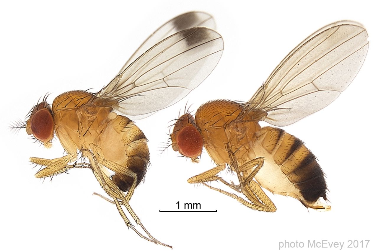 Männliche (links) und weibliche (rechts) Drosophila suzukii.