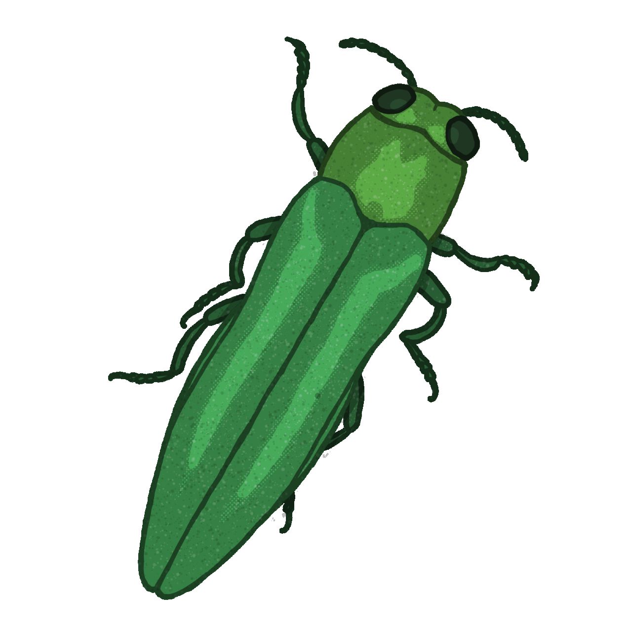 Der Smaragd-Eschenbohrer ist ein invasiver Käfer, der Eschen tötet, indem er sich von ihrer inneren Rinde ernährt.