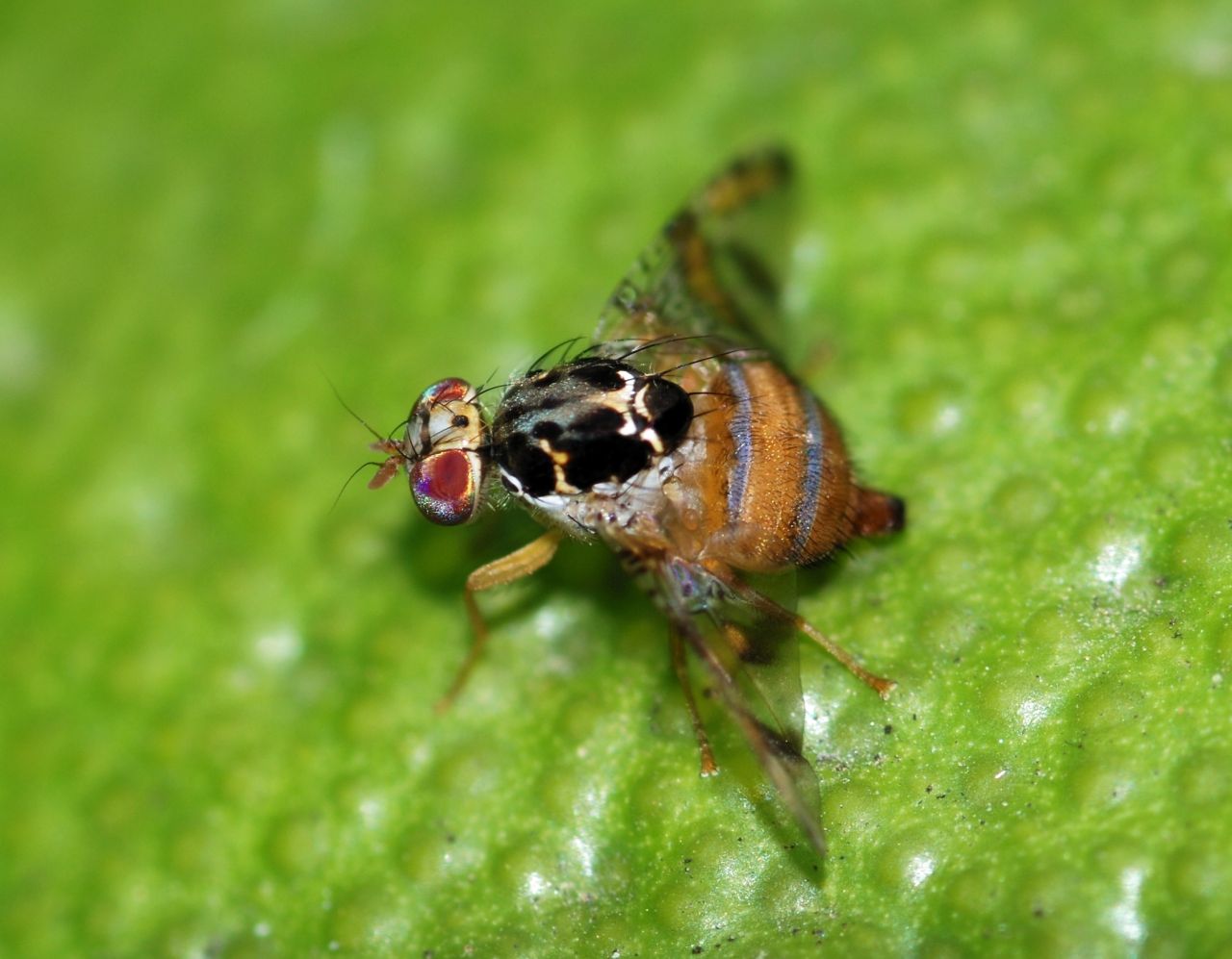 Die Mittelmeerfruchtfliege (Ceratitis capitata) ist ein zerstörerischer Schädling, der eine Vielzahl von Früchten befällt und erhebliche landwirtschaftliche Schäden verursacht.