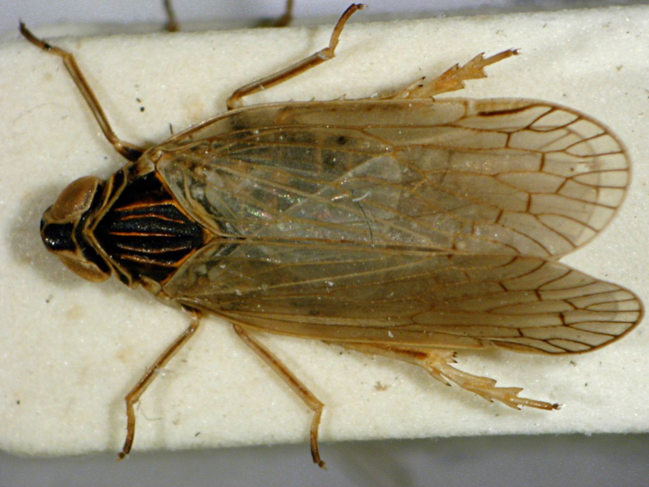 Die Schilf-Glasflügelzikade (Pentastiridius leporinus) ist ein bedeutender Schädling von Zuckerrüben.