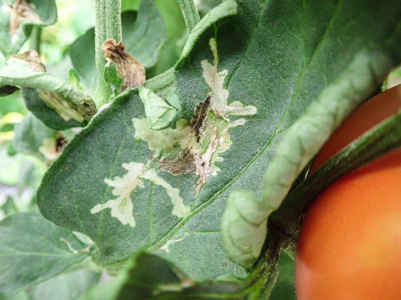Schäden durch die Larven der Tomatenminiermotte.
