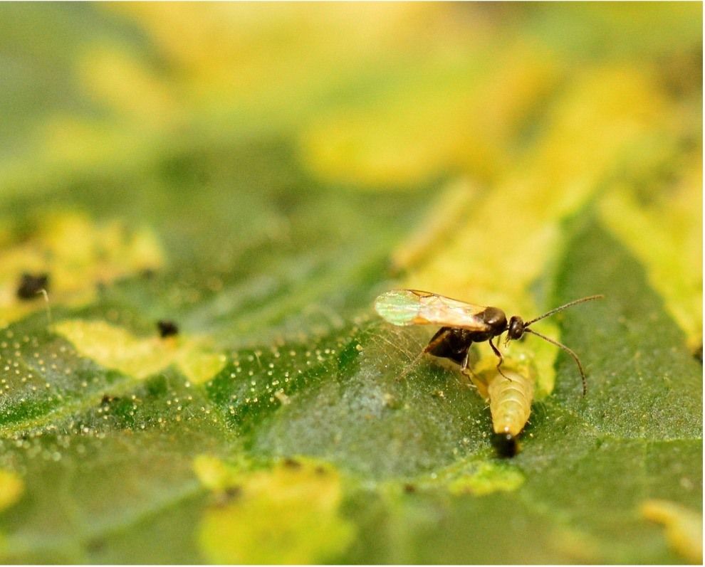 Weibliche Dolichogenidae gelechiidivoris greifen eine Larve von Tuta absoluta an.