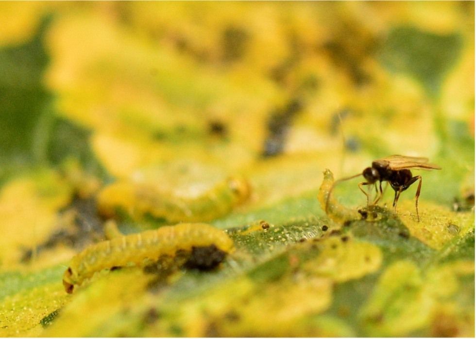Weibliche Dolichogenidae gelechiidivoris-Wespe greift eine Tuta absoluta-Larve an.