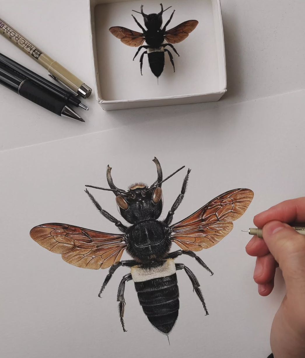 Wallace's Giant bee (Megachile pluto), known as the largest living bee species.