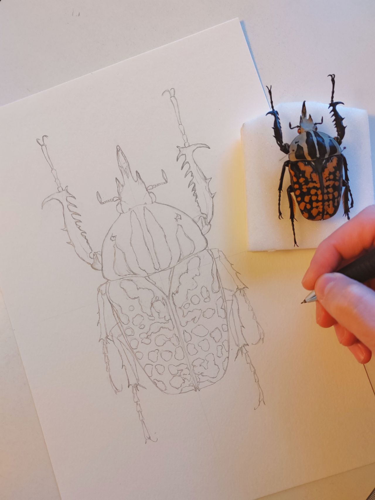 Step by stem drawing of Mecynorrhina oberthuri decorata drawing 1