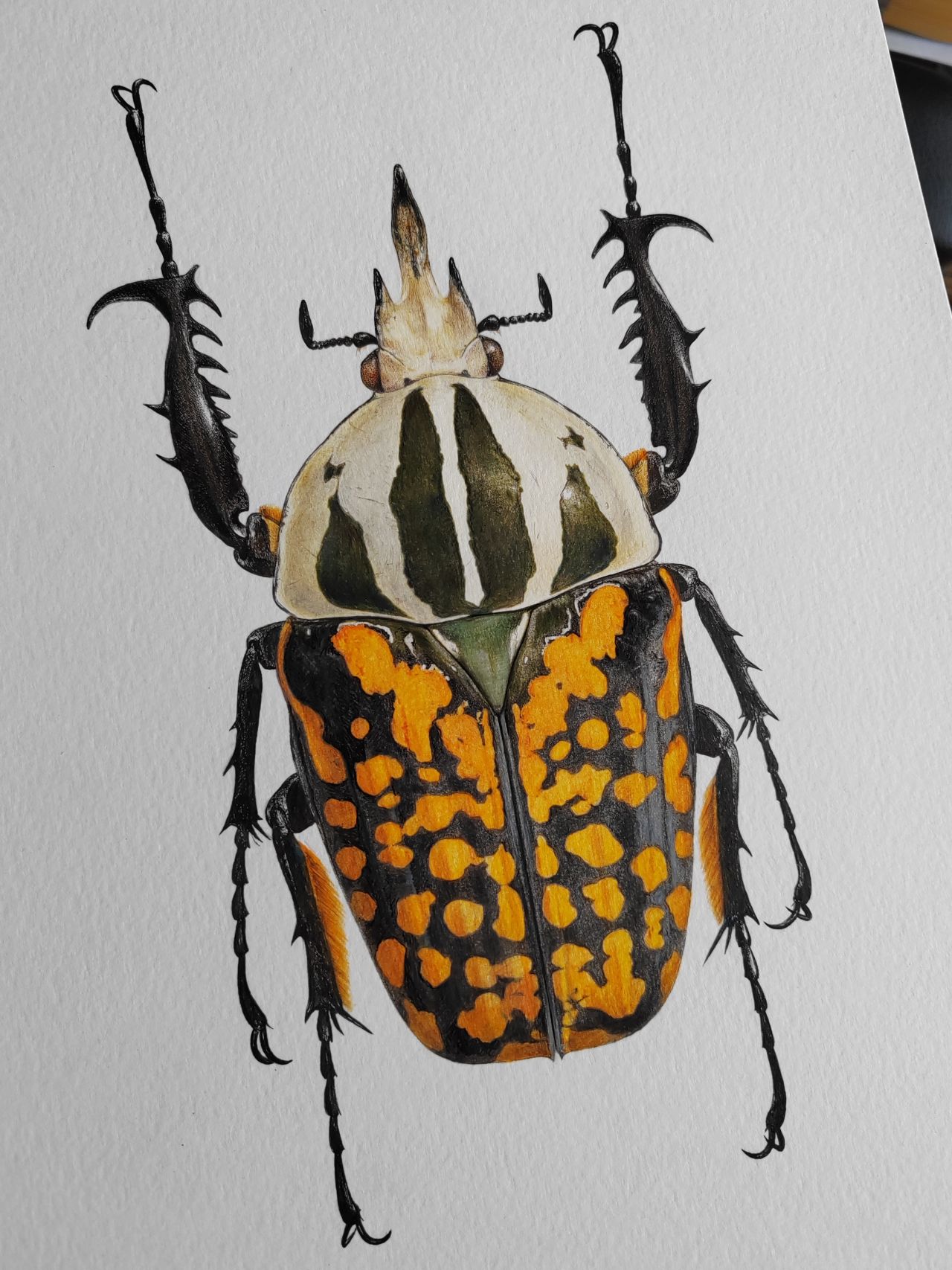 Step by stem drawing of Mecynorrhina oberthuri decorata final version.