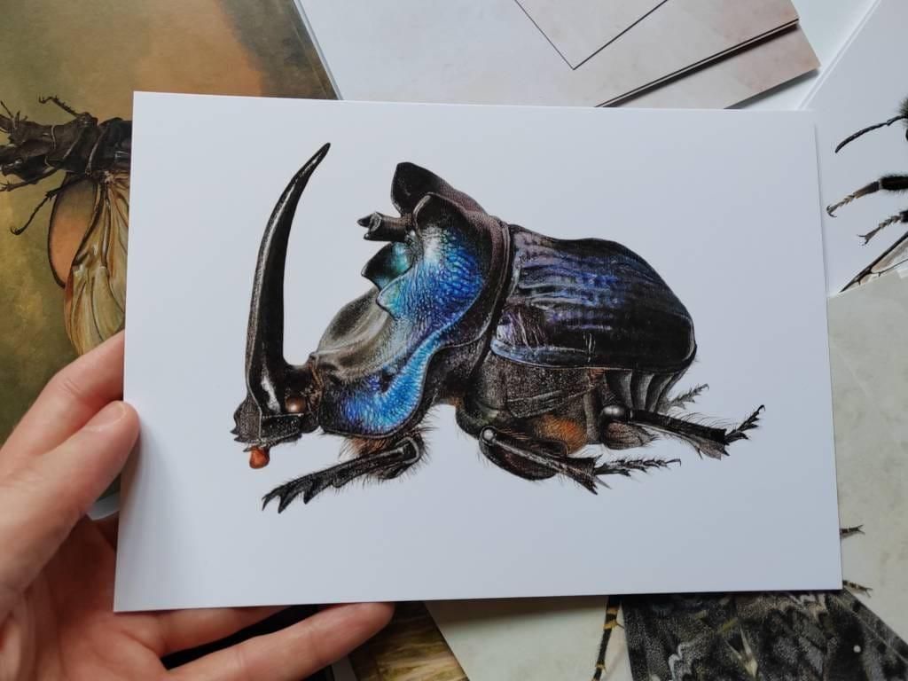 Coprophanaeus lancifer, ein blau schimmernder, gehörnter Mistkäfer.