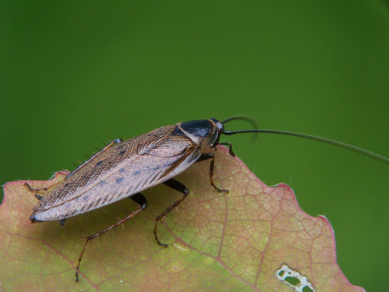 A dusky cockroach Ectobius lapponicus on a leaf
