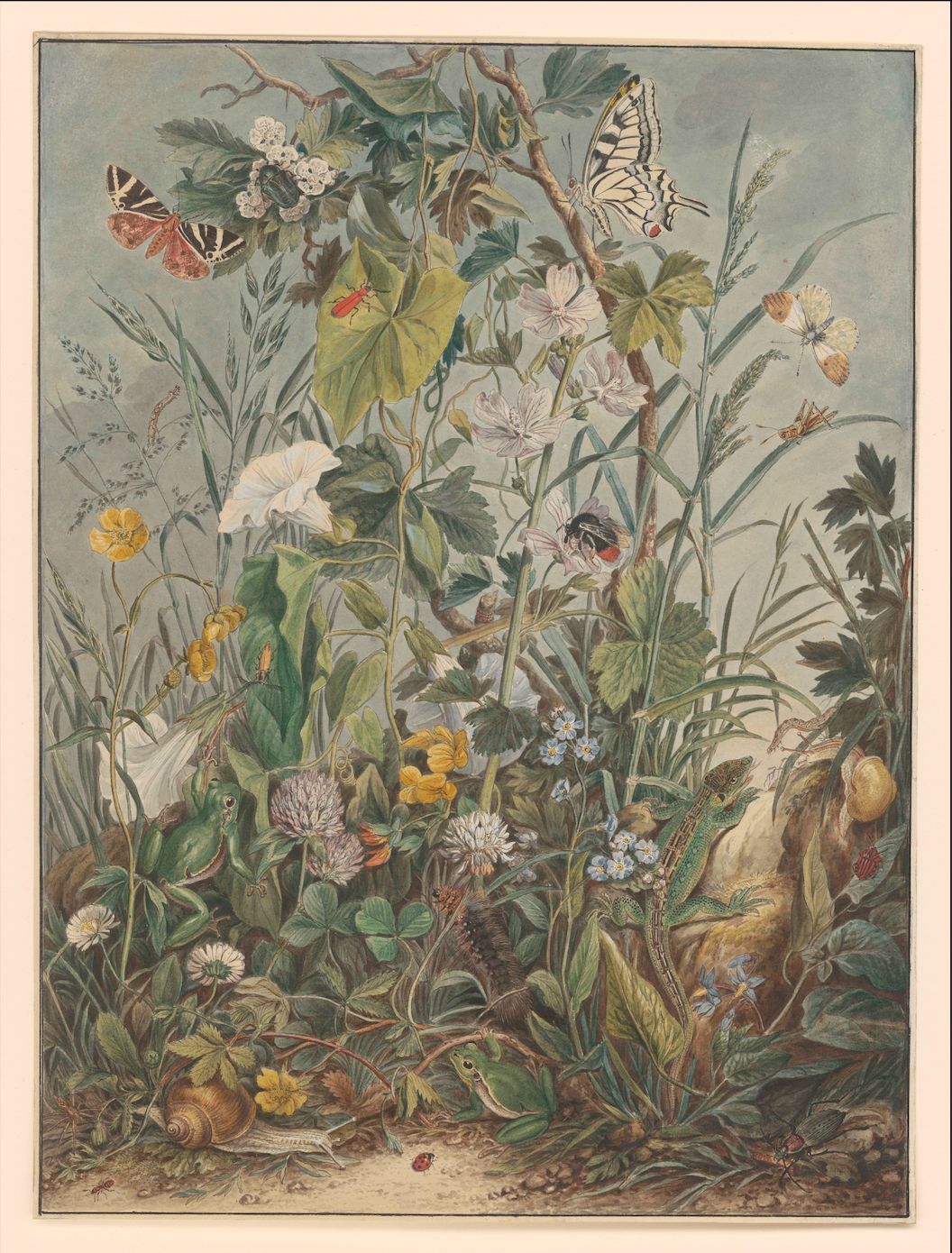Meadow with insects