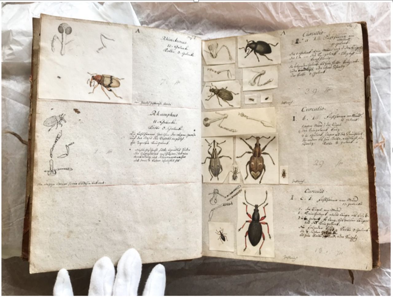 Schellenberg taxonomy