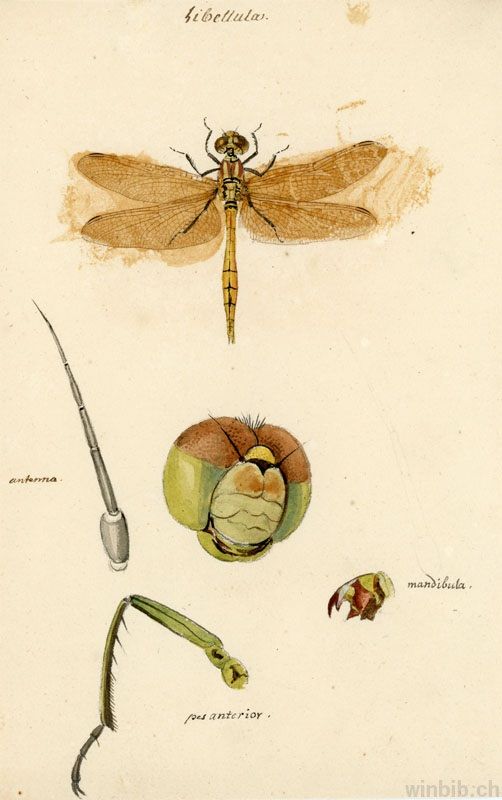Ms 8 128 Libellula 003