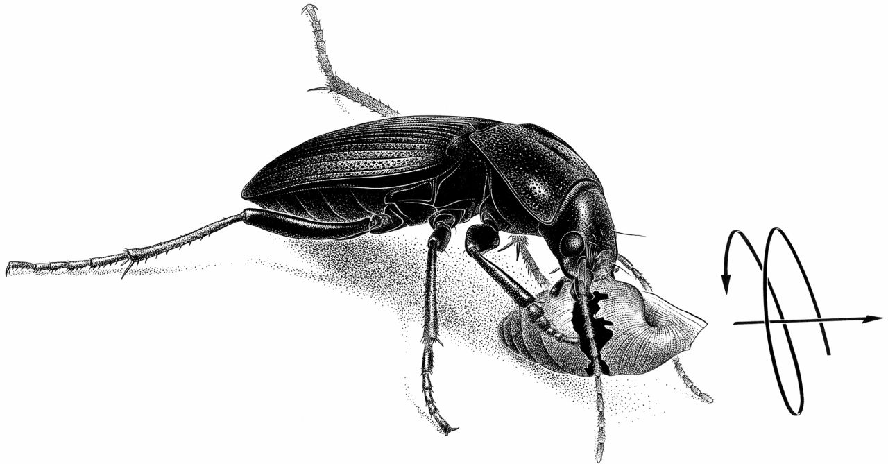 The predatory beetle Licinus depressus