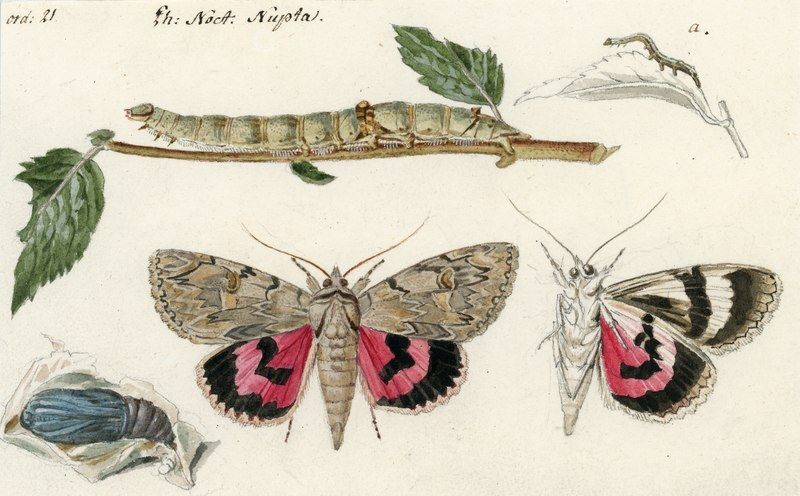 Insektenaquarelle von Faltern und Raupen von Johann Rudolf Schellenberg, zwischen 1760 und 1800.