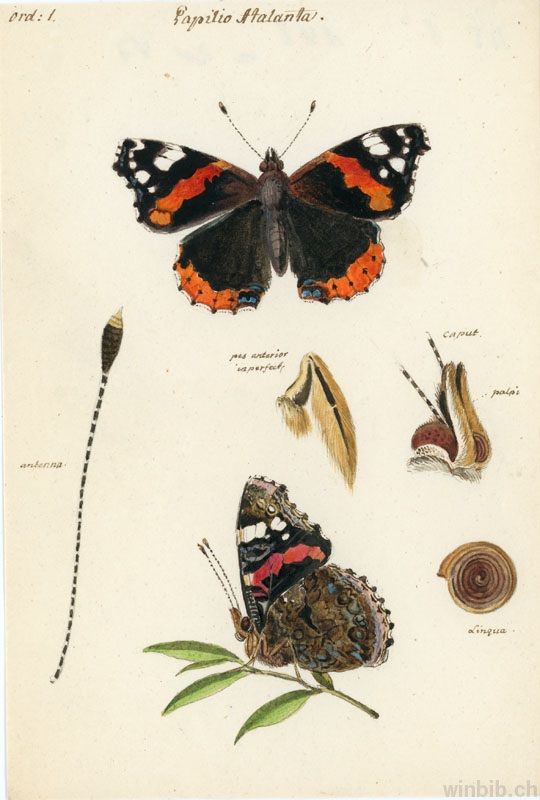 Red admiral Vanessa atalanta