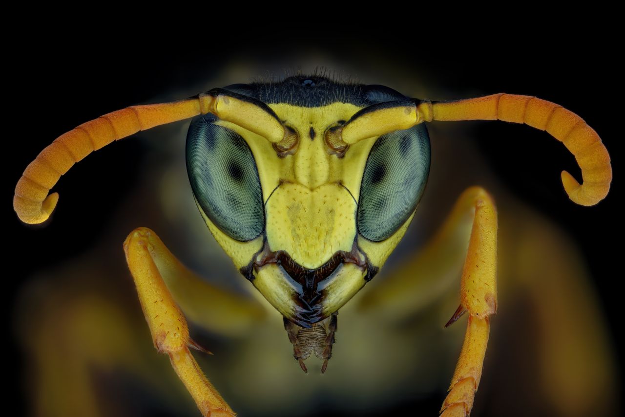 A portrait shot of the European paper wasp Polistes dominula