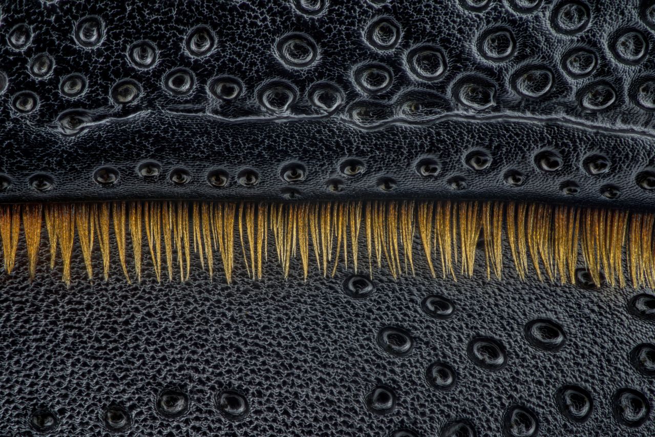 Close-up of the lesser stag beetle, Dorcus parallelipipedus, showing the bristles at the transition from head to thorax.